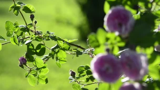 Close Footage Beautiful Blossoming Flowers — Stock Video