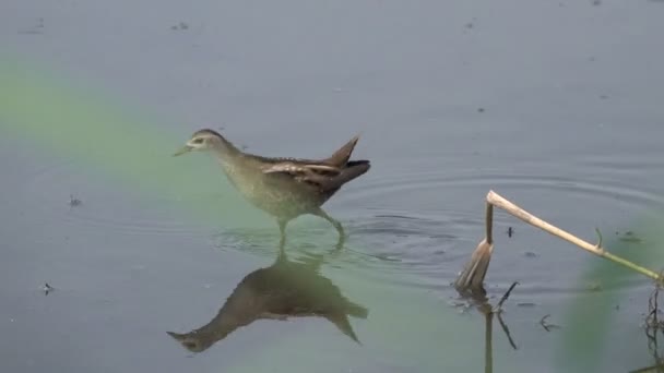 Suda Yürüyen Kuş Manzara Görüntüleri — Stok video