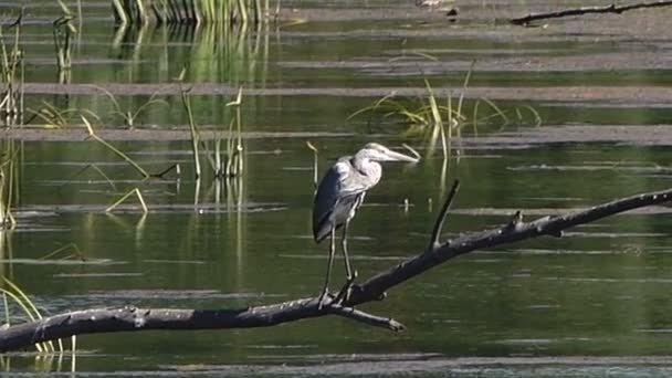 Scenic Footage Heron Perching Branch Pond — Stock Video