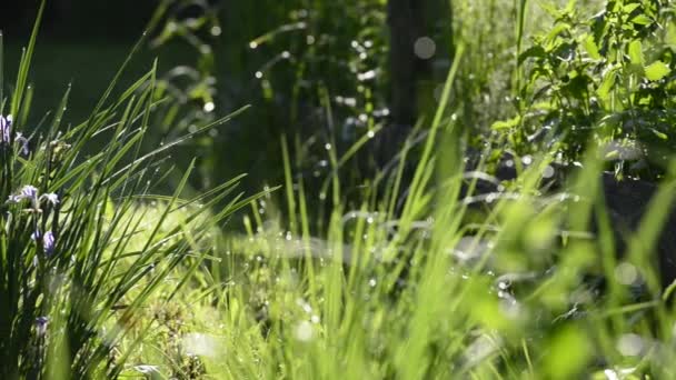 Schilderachtige Close Beelden Van Bloemrijke Weide — Stockvideo