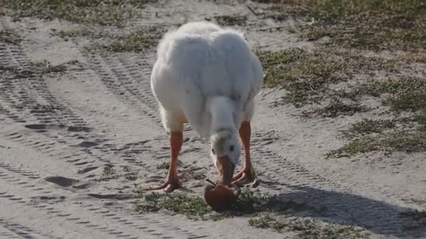 Imagens Cênicas Ganso Alimentando Chão — Vídeo de Stock