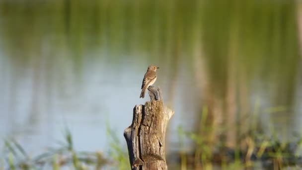 Szenische Aufnahmen Von Kleinen Vögeln Auf Baumstämmen — Stockvideo