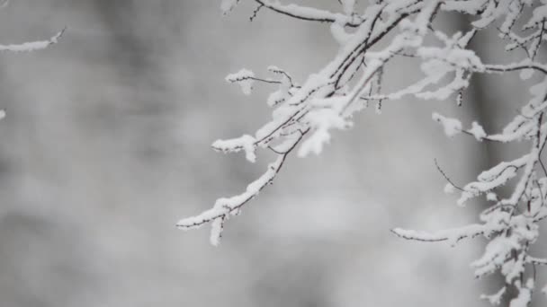 森の中の豪雪のクローズアップ映像 — ストック動画