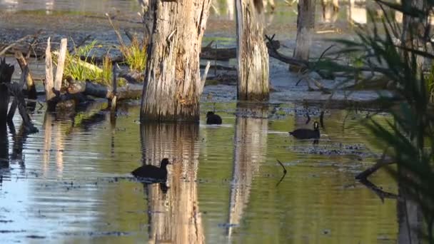 Szenische Aufnahmen Von Teich Schwimmenden Enten — Stockvideo