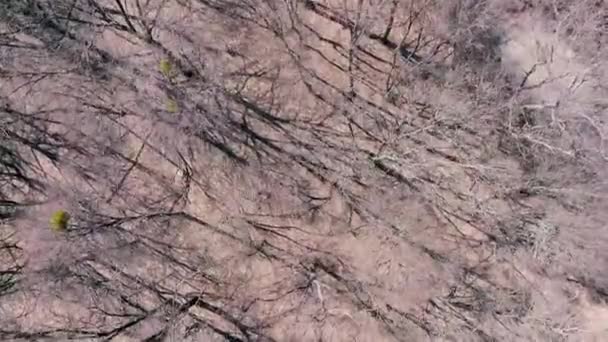 Schilderachtige Luchtbeelden Van Landbouw Veld Bomen Winter — Stockvideo
