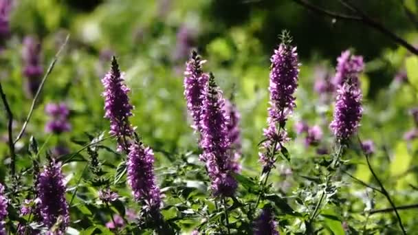 Natur Sköna Närbild Bilder Blommig Äng — Stockvideo