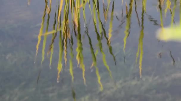 Γραφικό Βίντεο Της Ηρεμίας Λίμνης Στο Δάσος — Αρχείο Βίντεο