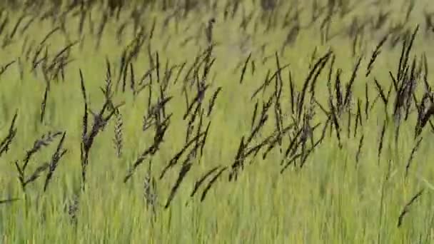 Natur Sköna Närbild Bilder Blommig Äng — Stockvideo