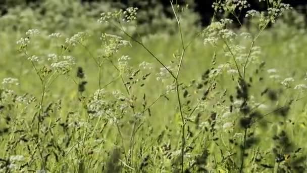 Szenische Nahaufnahmen Von Blühenden Wiesen — Stockvideo