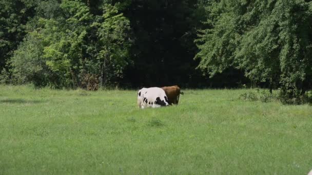 Szenische Aufnahmen Von Kühen Die Auf Der Grünen Wiese Grasen — Stockvideo