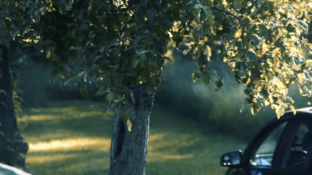 Мальовничі Кадри Гілок Зеленого Дерева Над Автомобілем Припаркованим Природі — стокове відео