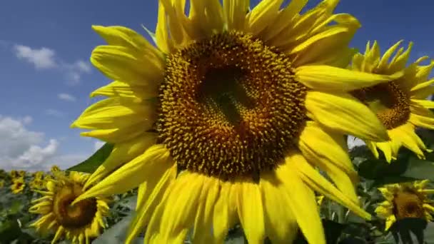 plans rapprochés de magnifiques tournesols en fleurs 