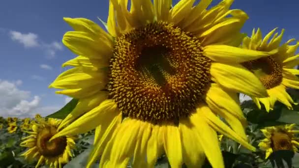 Close Footage Beautiful Blossoming Sunflowers — Stock Video