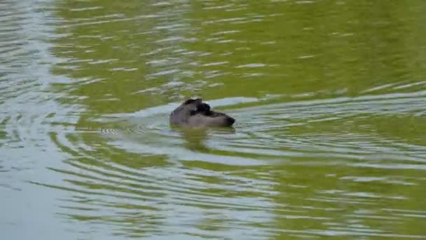 Riprese Panoramiche Uccelli Che Nuotano Acqua — Video Stock