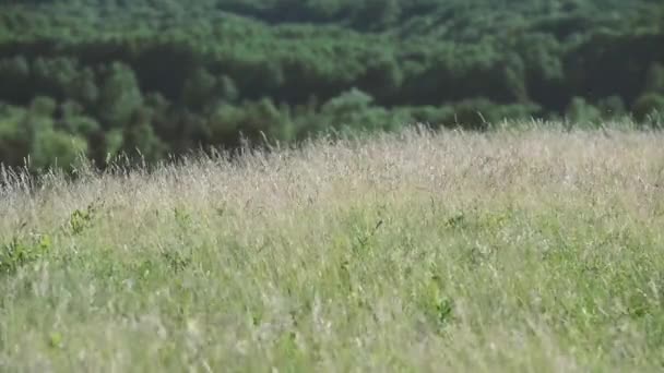 Riprese Panoramiche Tranquillo Paesaggio Naturale — Video Stock