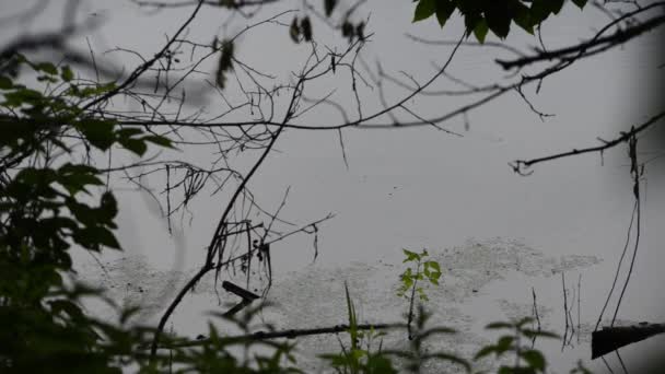 Imagens Cênicas Folhas Verdes Frente Lago — Vídeo de Stock