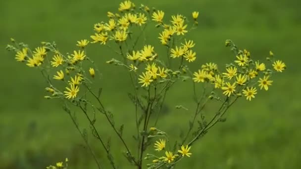 Çiçekli Çayır Pitoresk Yakın Çekim Görüntüleri — Stok video