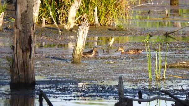 Imágenes Escénicas Patos Nadando Estanque — Vídeo de stock