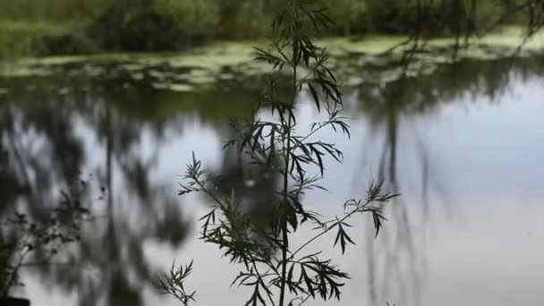 木々に囲まれた穏やかな湖の風光明媚な映像 — ストック動画