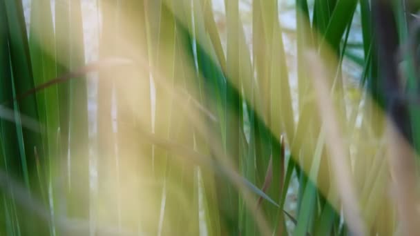 Schilderachtige Close Beelden Van Groen Gras — Stockvideo