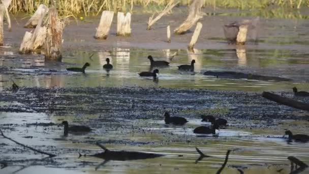 鸭子在池塘里游泳的风景画面 — 图库视频影像