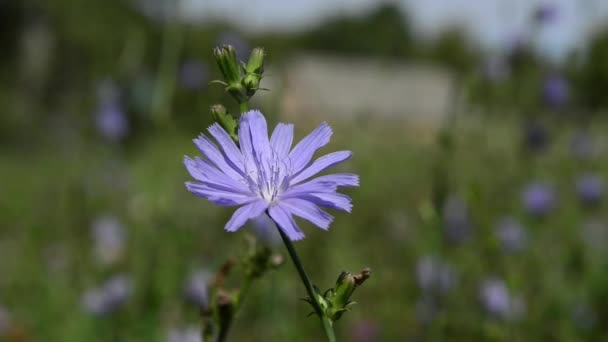 Κοντινό Πλάνο Της Όμορφης Άνθησης Λουλουδιών — Αρχείο Βίντεο