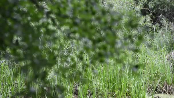 Szenische Aufnahmen Von Grünen Ästen — Stockvideo