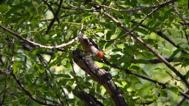 Séquences Scéniques Pic Perché Sur Branche — Video