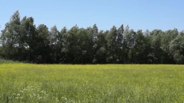 Mooie Beelden Van Rustige Natuurlijke Landschap — Stockvideo