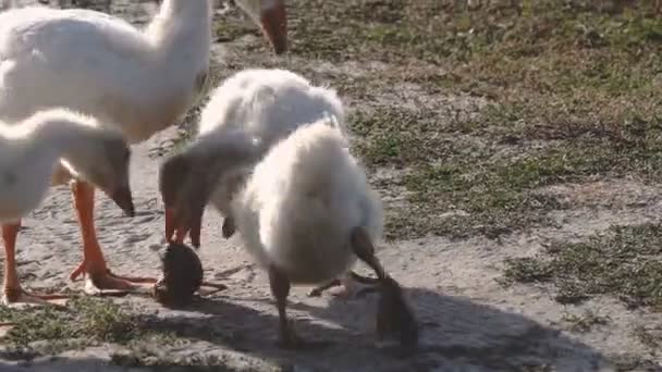 Malebné Záběry Hus Krmení Zelené Louce — Stock video