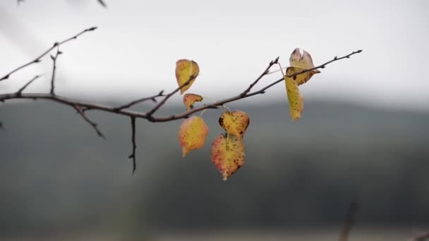 ぼやけた背景に黄色い紅葉の風光明媚な映像 — ストック動画