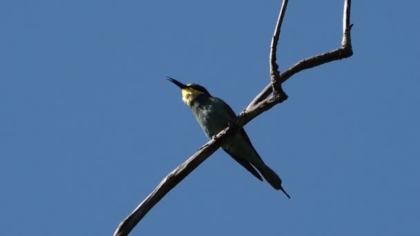 Şube Önünde Mavi Gökyüzü Üzerinde Tıraşlama Kuş Manzara Görüntüleri — Stok video