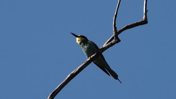 Mooie Beelden Van Vogels Tak Tegenover Blauwe Hemel Zitstokken — Stockvideo