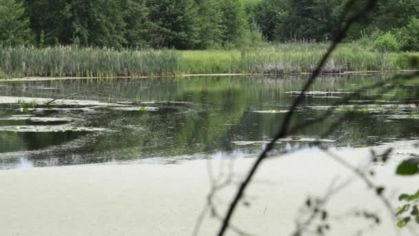 Scenic Footage Calm Lake Surrounded Trees — Stock Video