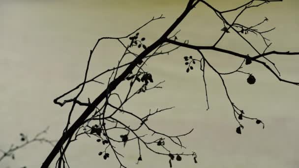 Szenische Aufnahmen Von Kahlen Zweigen Vor Grauem Himmel — Stockvideo
