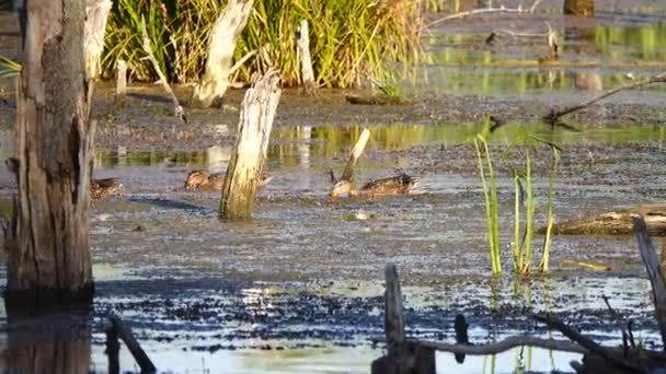 Szenische Aufnahmen Von Teich Schwimmenden Enten — Stockvideo