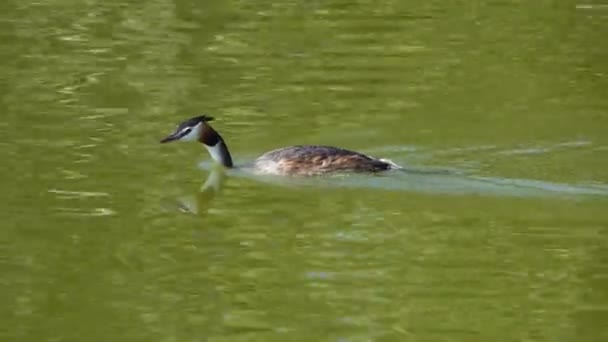 Séquences Scéniques Canard Nageant Seul Dans Étang — Video