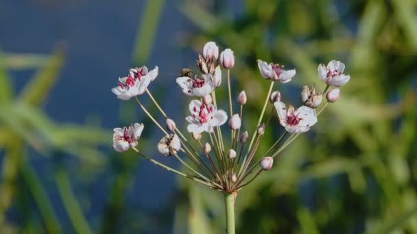 Çiçekli Çayır Pitoresk Yakın Çekim Görüntüleri — Stok video