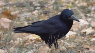 Yeşil çimenlerin üzerinde yürüyüş karga manzara görüntüleri