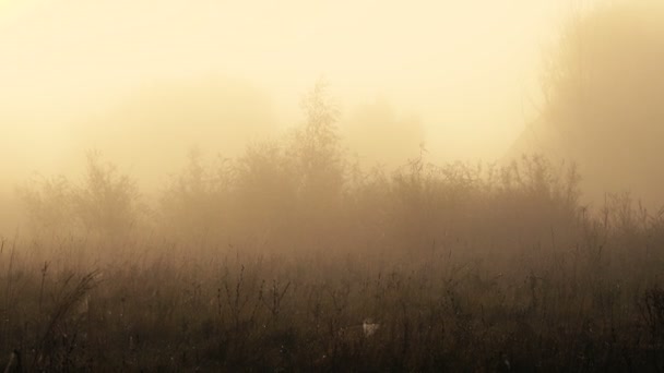 Scenic Footage Beautiful Foggy Landscape — Stock Video