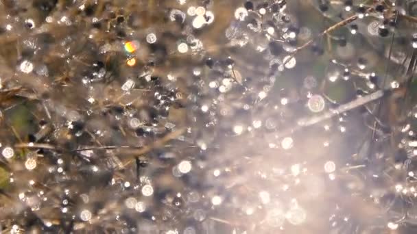 水滴で覆われた木の枝の風光明媚な映像 — ストック動画