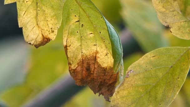 Scenic Footage Golden Autumn Leaves — Stock Video