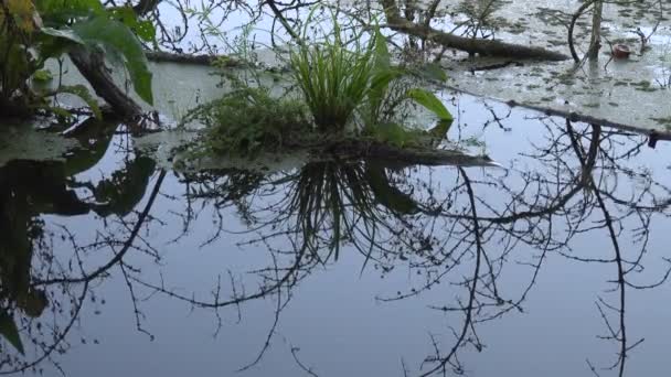 Nehrin Dalgalı Yüzeyinin Sakin Görüntüleri — Stok video
