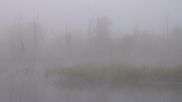 湖面上美丽的雾的风景画面 — 图库视频影像