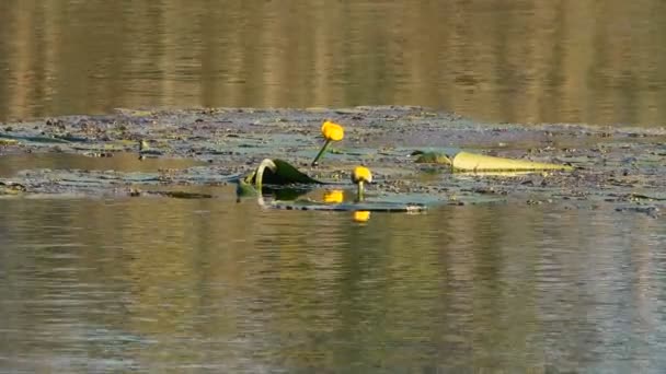 연못에서 아름다운 수련의 고요한 — 비디오
