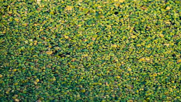 Aufnahmen Von Grünflächen Die Auf Der Wasseroberfläche Teich Treiben — Stockvideo