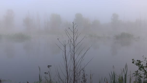Malownicze Zdjęcia Pięknej Mgły Nad Jeziorem — Wideo stockowe