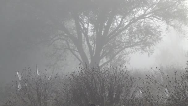 séquences scéniques de beau paysage brumeux 