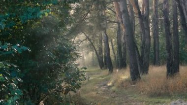 güzel sisli manzara doğal görüntüleri