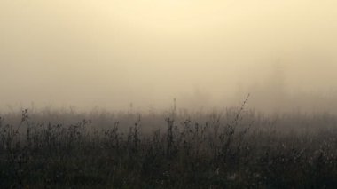 güzel sisli manzara doğal görüntüleri